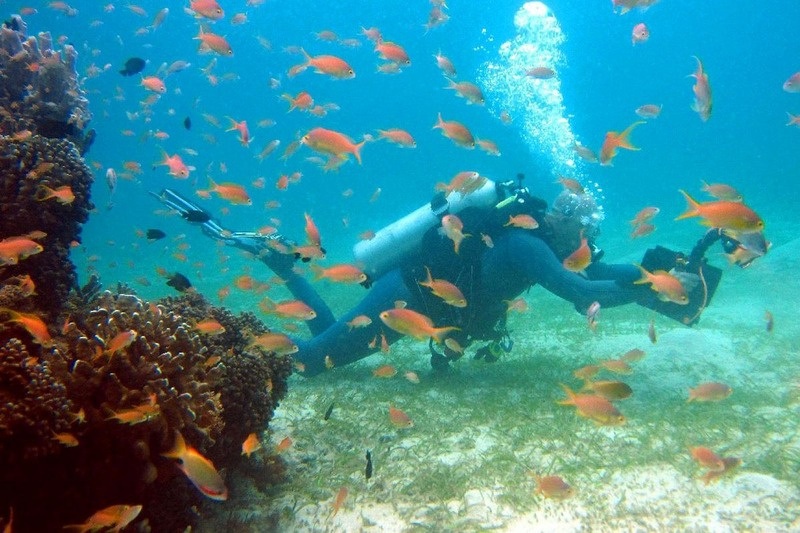 A diver exploring marine life